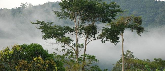 Preventing Illegal Deforestation