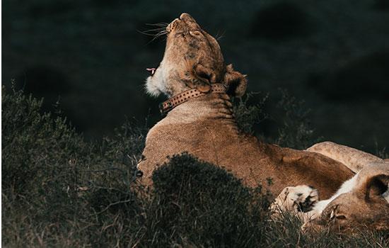 Lioness wearing tracking collar