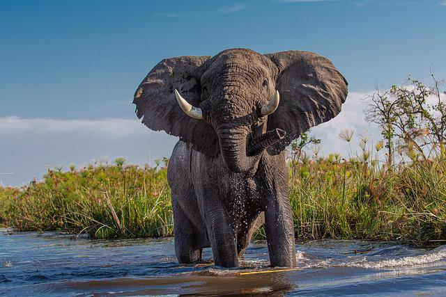 african-elephant