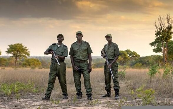 Poachers