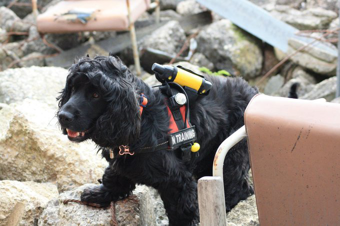 RockSTAR Search and Rescue Dog