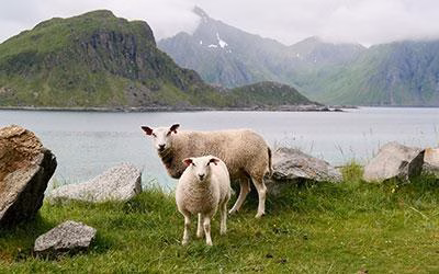 Virtual-shepherd
