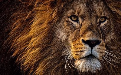 Wildlife-tracking