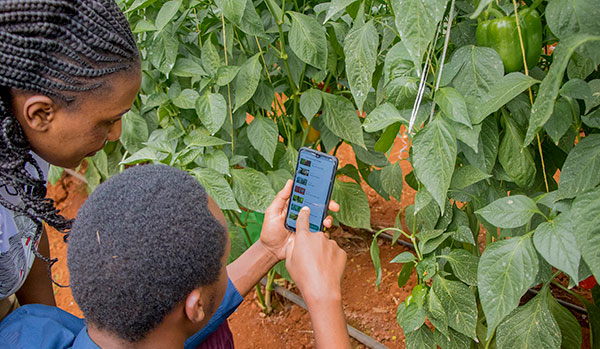 Synnefa-smart-greenhouses (1)