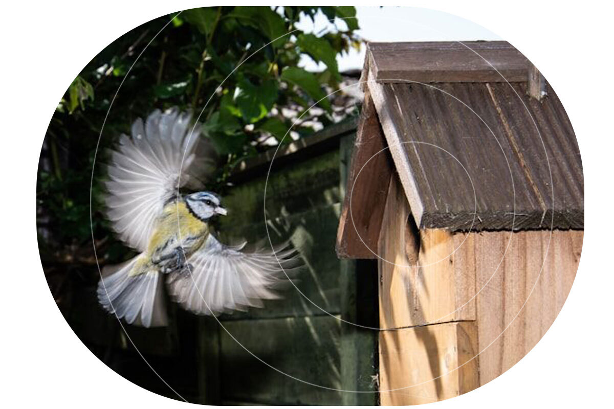 Bluetit-and-Birdbox