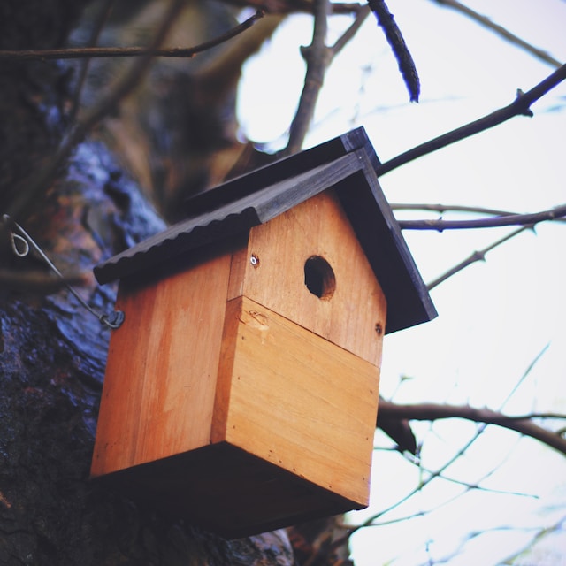 Bird box