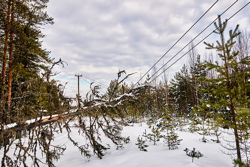 Image of tree falling on power lines