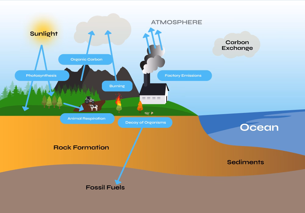 Carbon Exchange Graphic