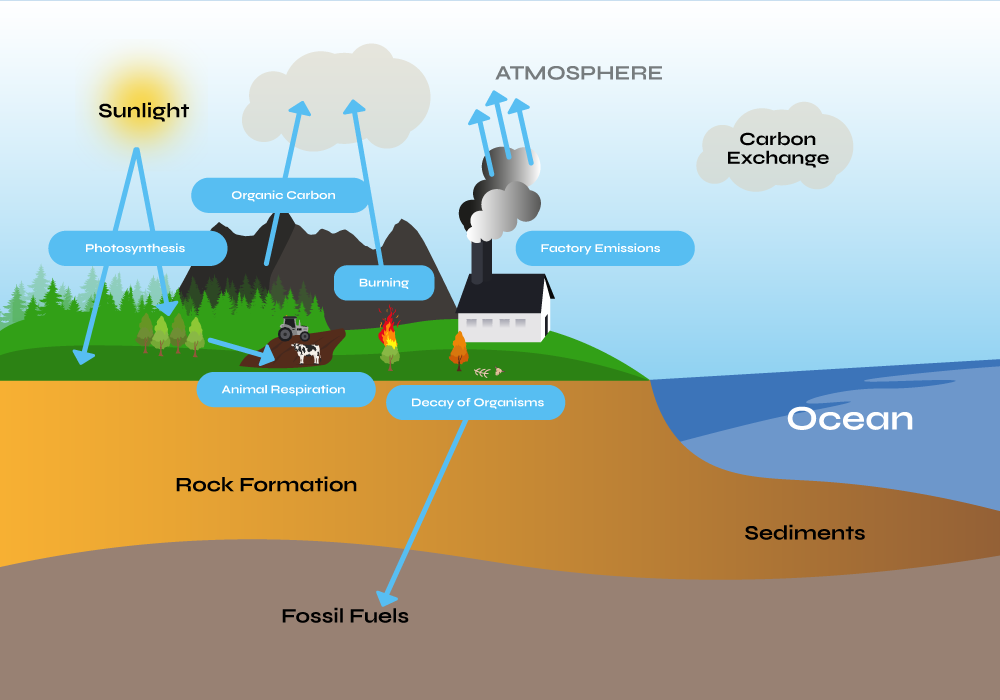 Carbon Exchange Graphic