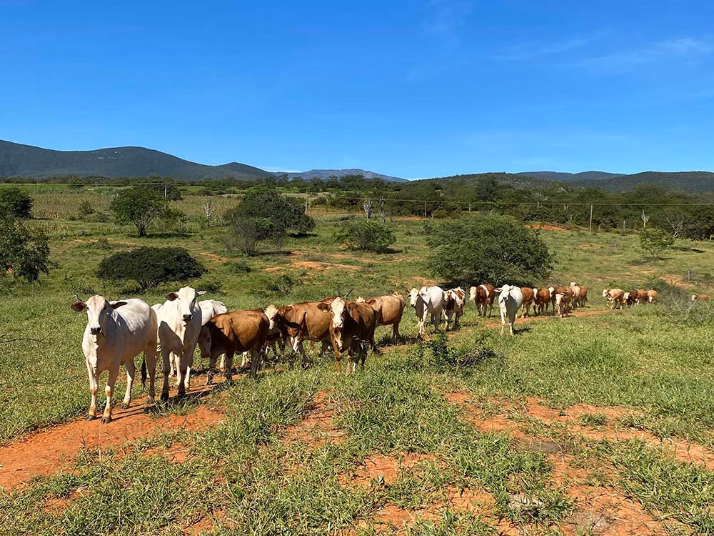Cattle in remote location