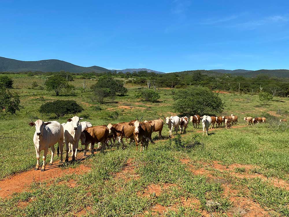 Cattle in remote location