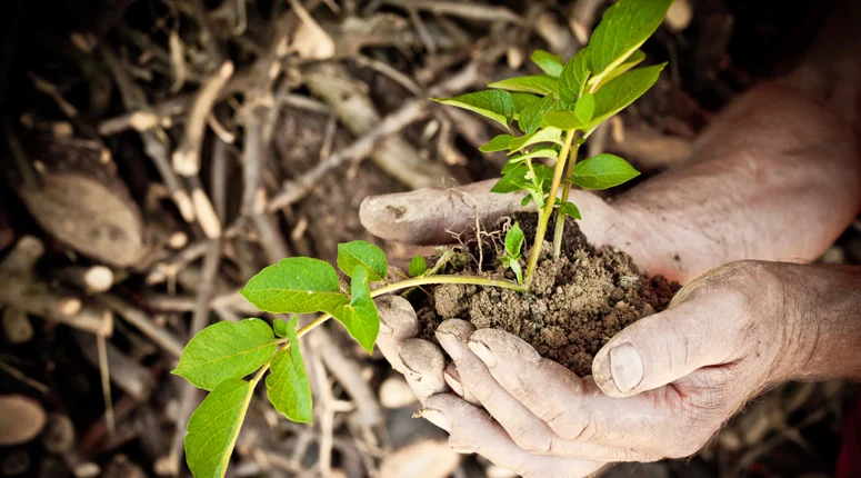 Image of plant being nurtured