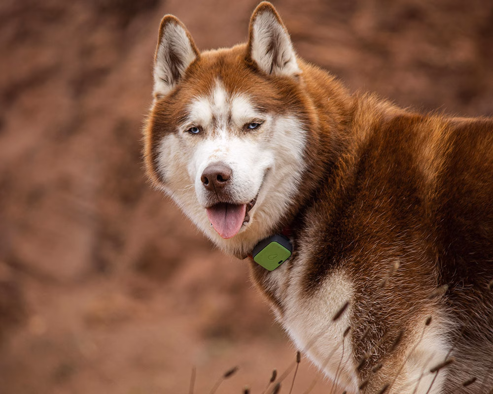 Wolf wearing tracking collar