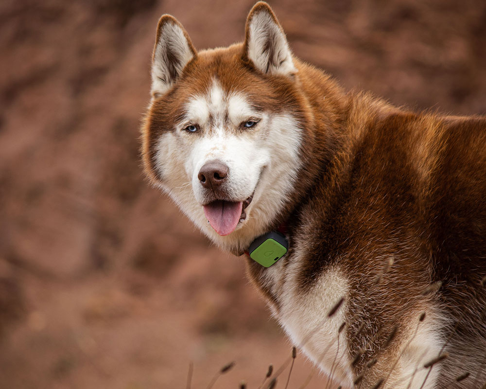 Wolf wearing tracking collar