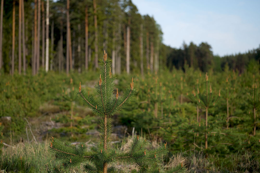 Image of reforested area