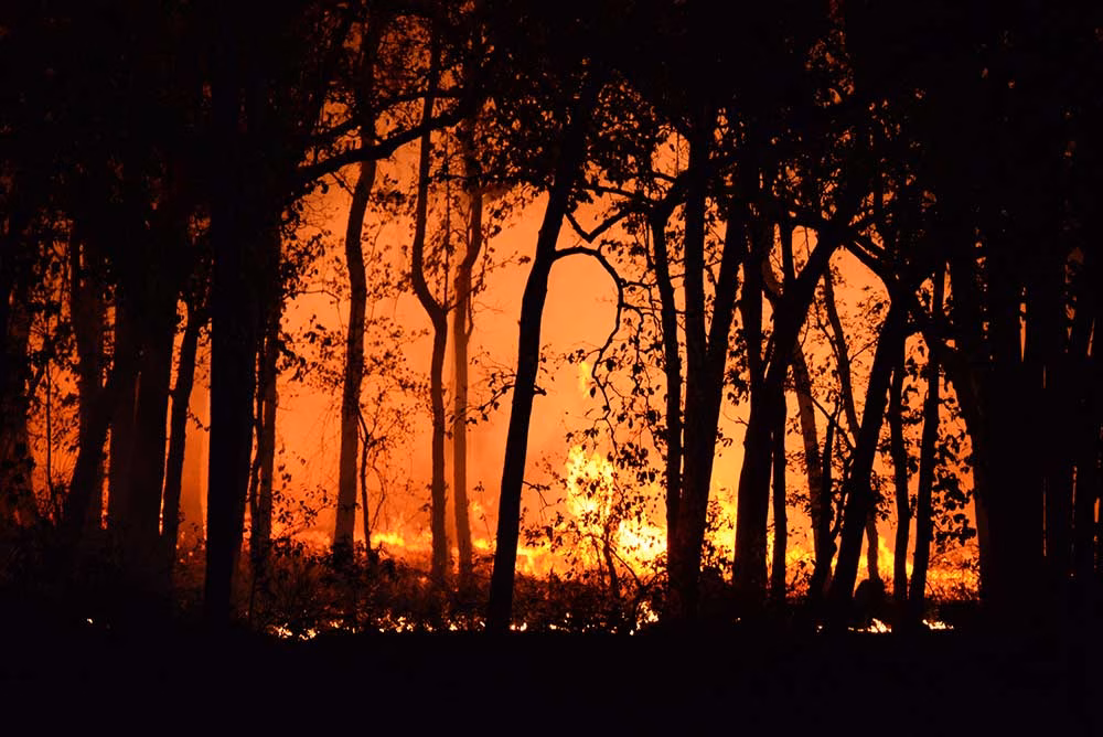 Image of wildfire in wooded area