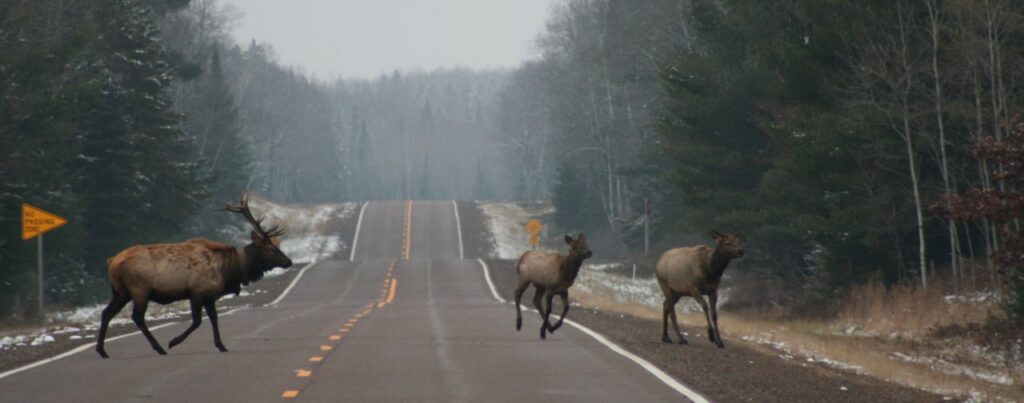Animals on Road