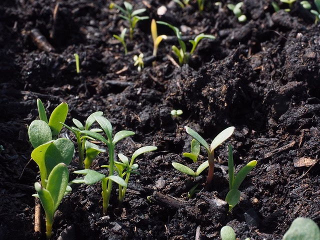 Plants coming out of soil