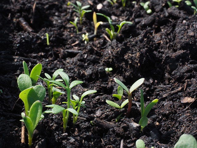 Plants coming out of soil