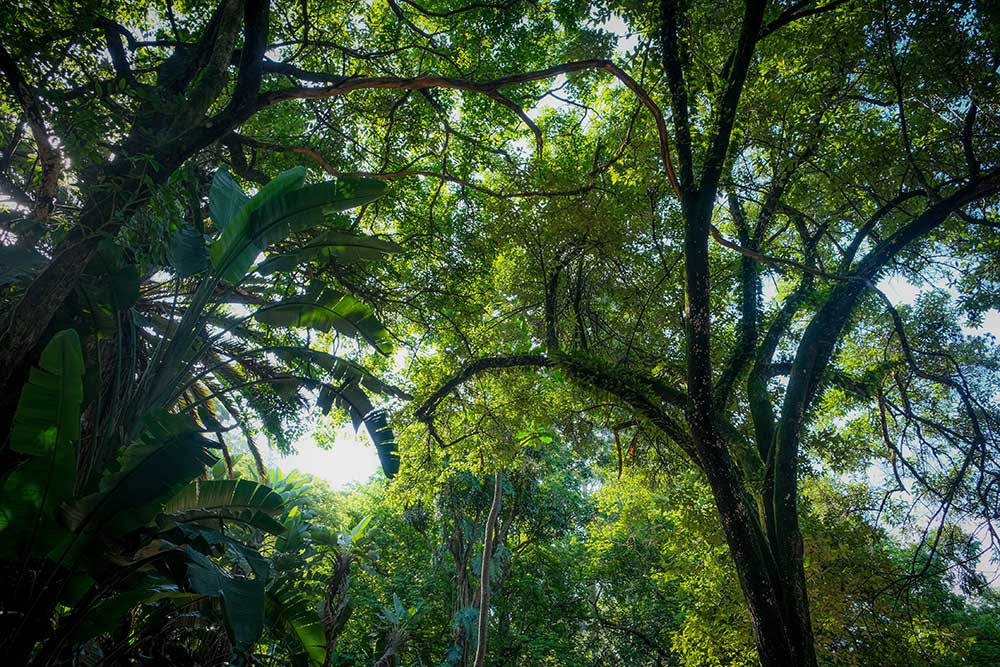 Rainforest Banner Graphic