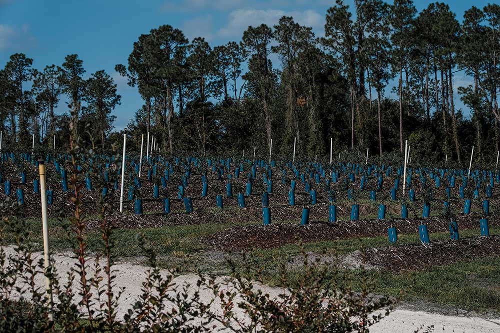 Reforestation in progress