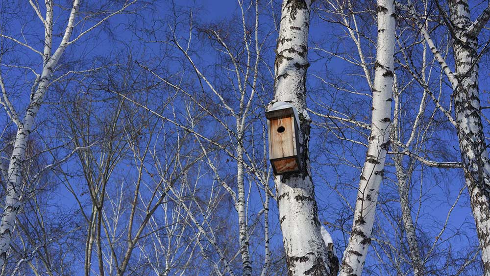 Smart birdbox